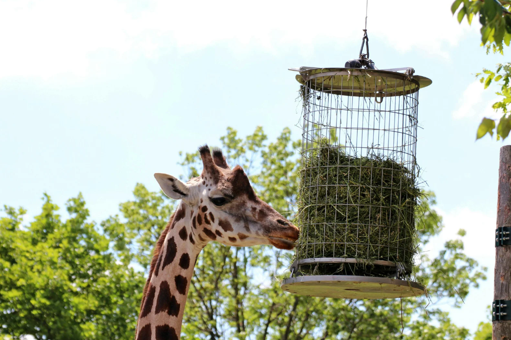 Zoológico de Guadalajara